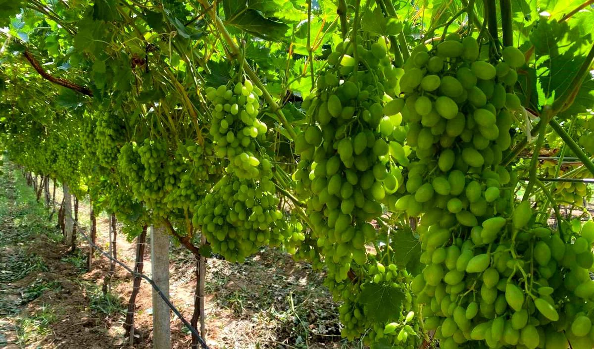 Manisa'da sıcak havada üzüm bağları