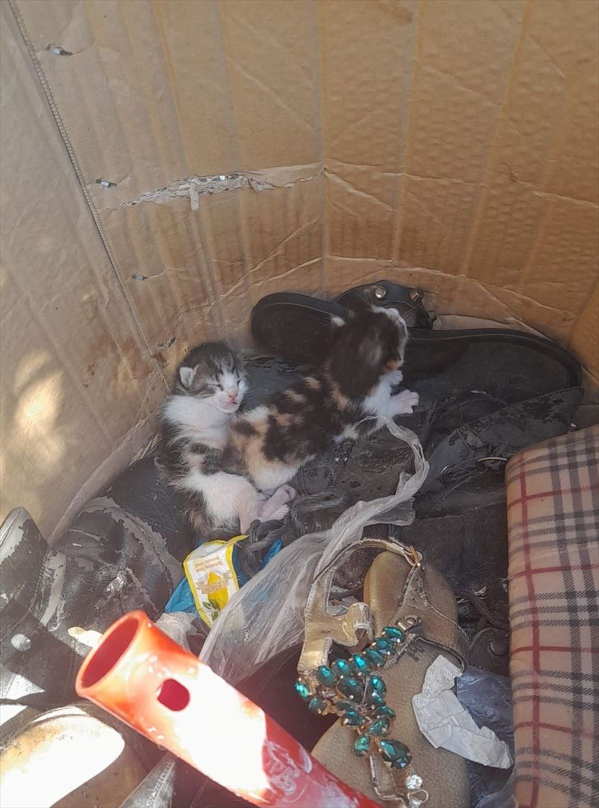 Bodrum'da çöp konteyneri kenarına bırakılan yavru kediler kurtarıldı.