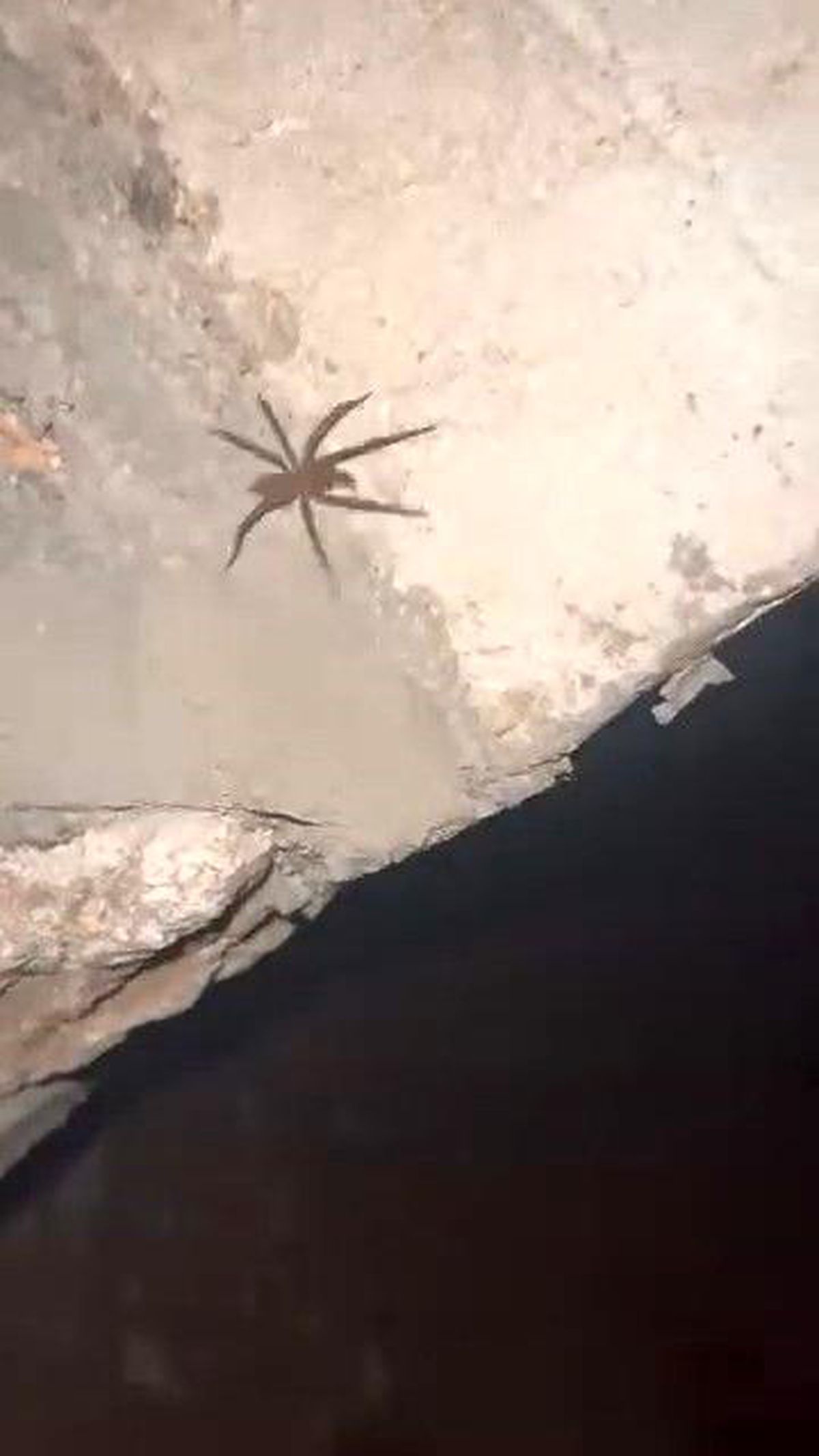 Elazığ'da zehirli sarıkız örümceği görüldü