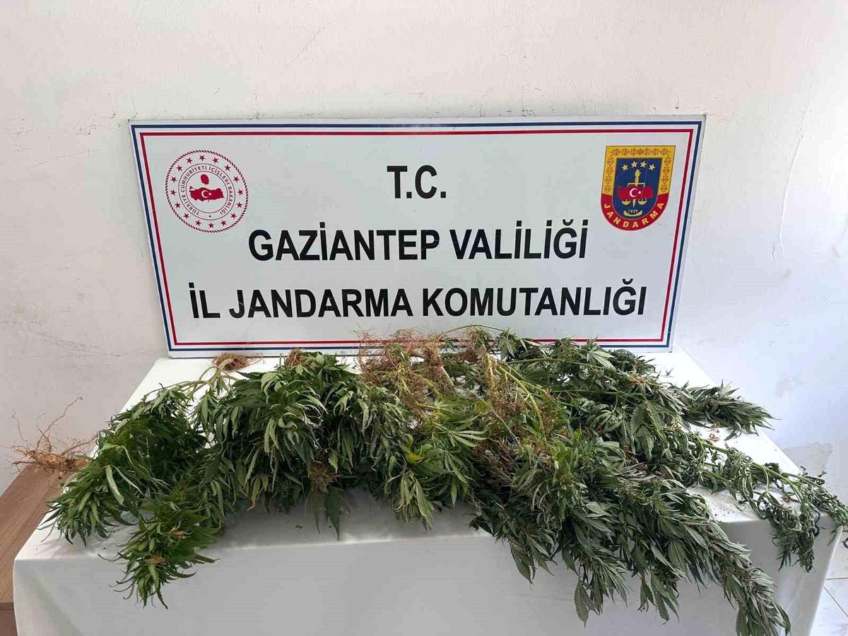 Gaziantep jandarmadan uyuşturucu operasyonu