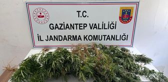 Gaziantep'te kenevir ekimine yönelik operasyonda 8 şüpheli hakkında adli işlem yapıldı