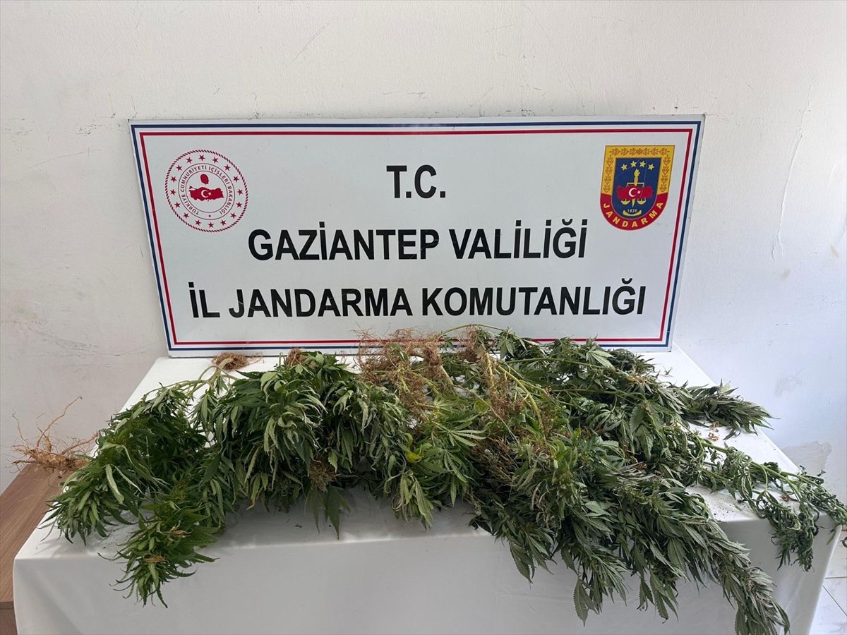 Gaziantep'te kenevir ekimine yönelik operasyonda 8 şüpheli hakkında adli işlem yapıldı