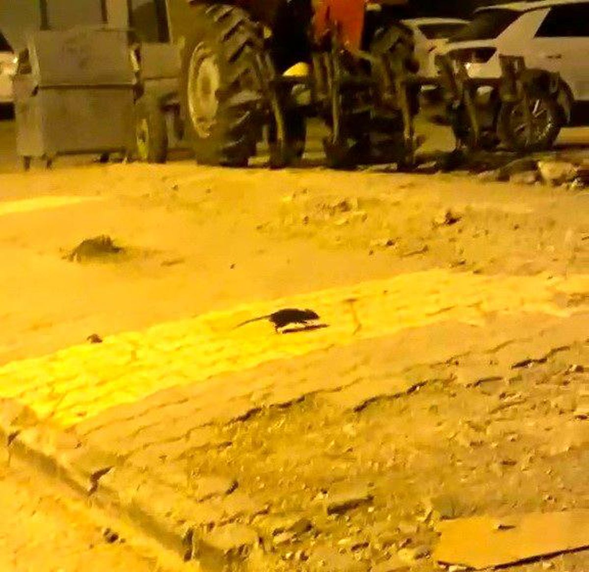 Adıyaman'da görülen lağım faresi görüntüsü