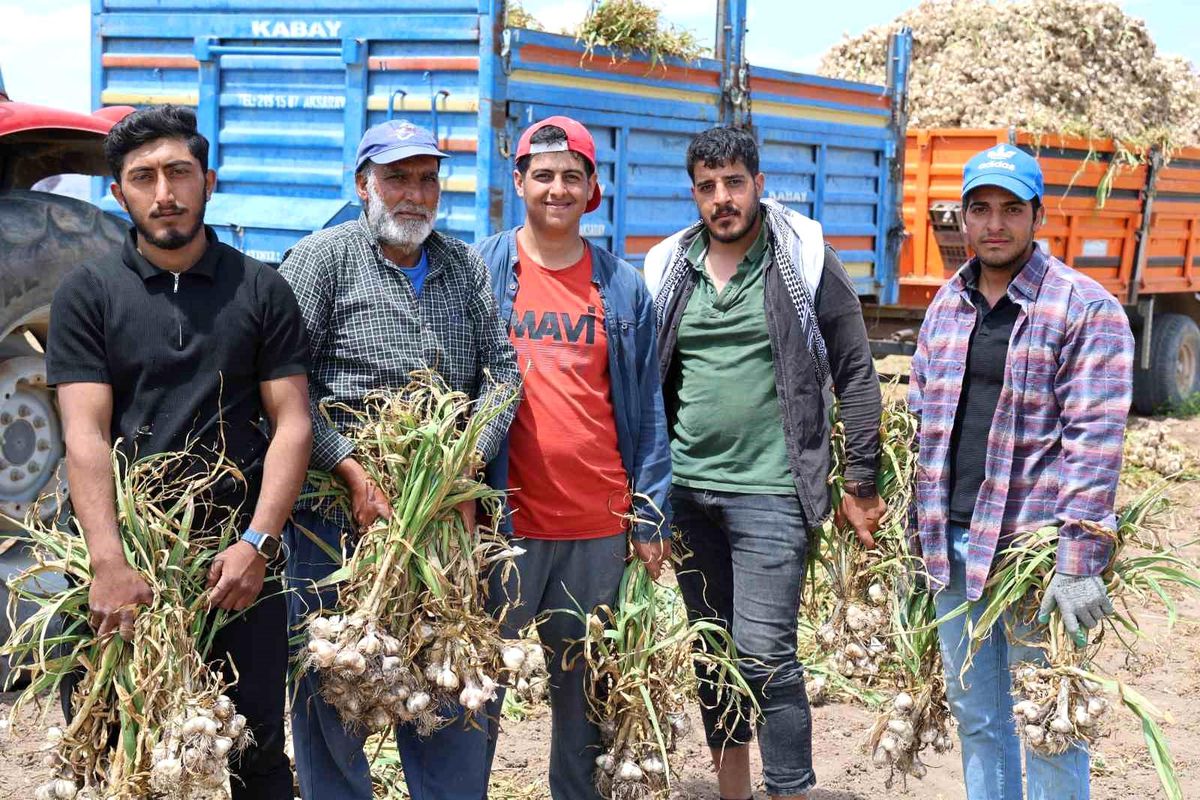 Sevdiğiyle evlenmek için tarlada başlık parasına çalışıyor