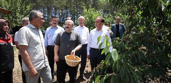 TBMM Sanayi Komisyonu Başkanı Varank, Bursa'da kiraz hasadında konuştu Açıklaması