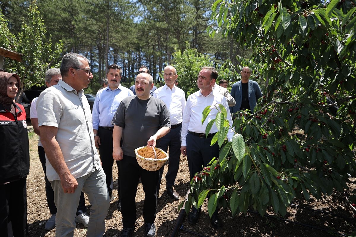 TBMM Sanayi Komisyonu Başkanı Varank, Bursa'da kiraz hasadında konuştu Açıklaması