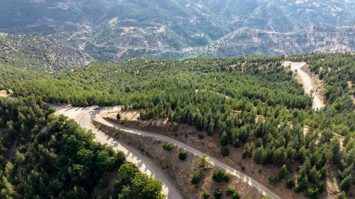 20 yıl önce serpilen sedir tohumları genç ormana dönüştü