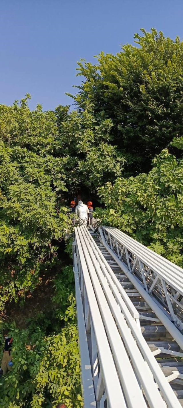 Body found hanging from a fig tree