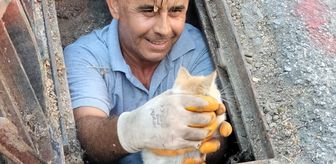 Alanya'da rögar giderine düşen kedi yavrusu kurtarıldı