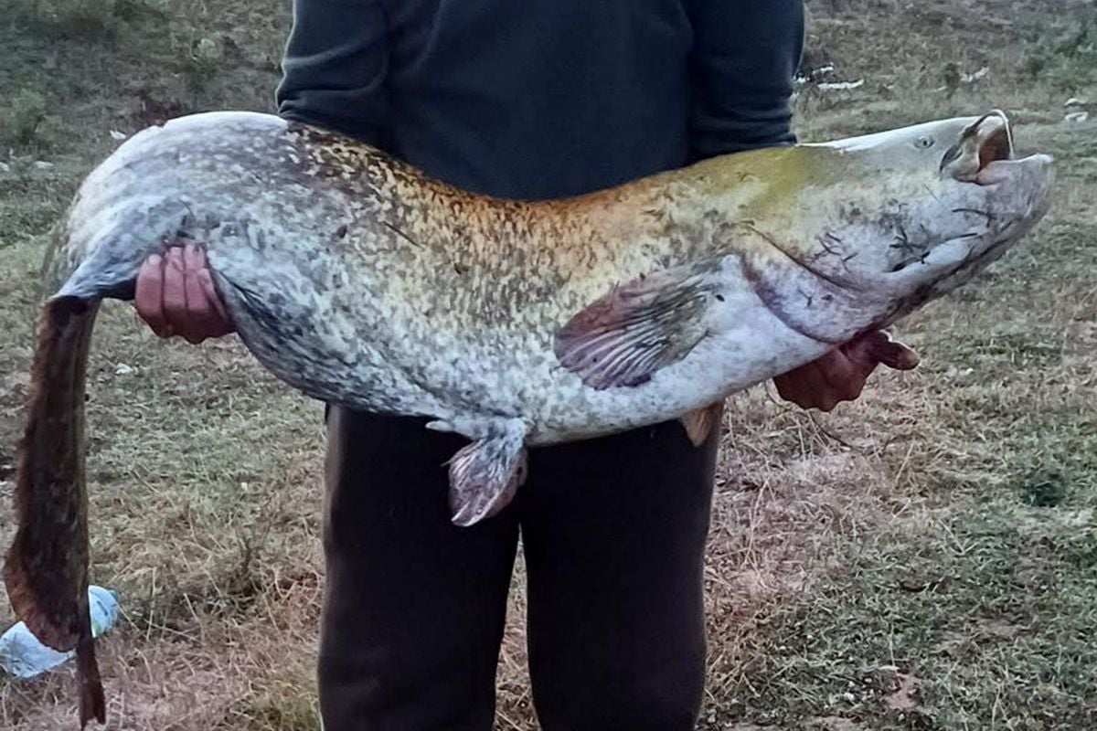 Amatör balıkçı oltayla 35 kilo yayın balığı yakaladı