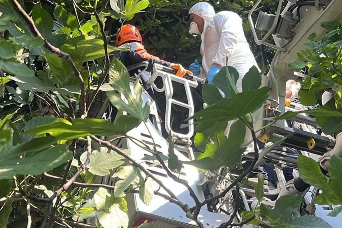 Hatay'da ağaca asılı halde cesedi bulunan şahsın kimliği belirlendi