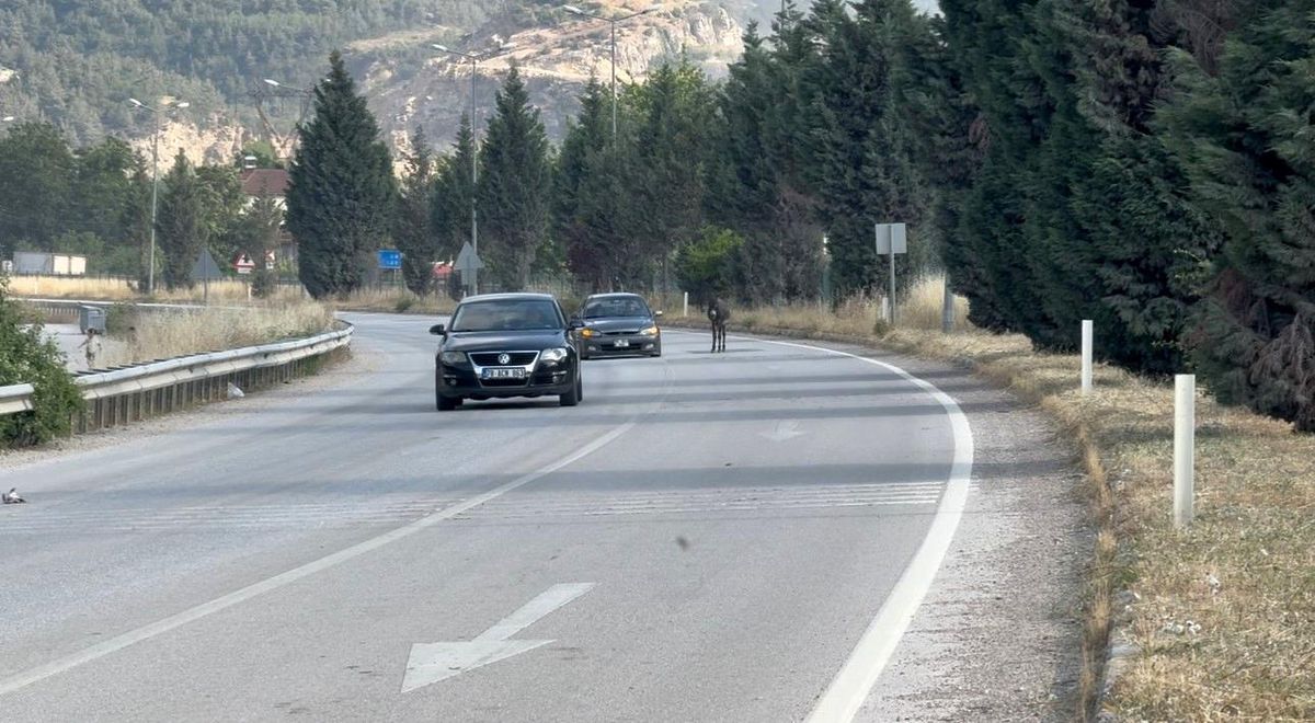 Kara yoluna çıkan eşek trafiği tehlikeye düşürdü