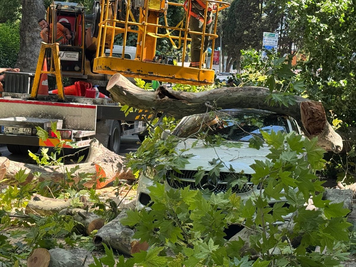 Küçükçekmece'de devrilen ağaç nedeniyle otomobilde hasar oluştu
