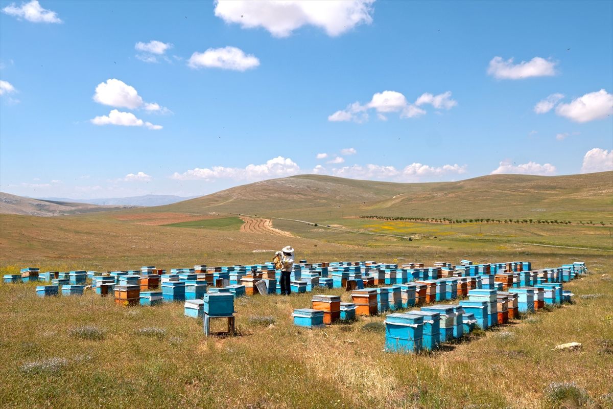 Malatya'nın 'keven balı'nda bu yıl 65 ton rekolte bekleniyor