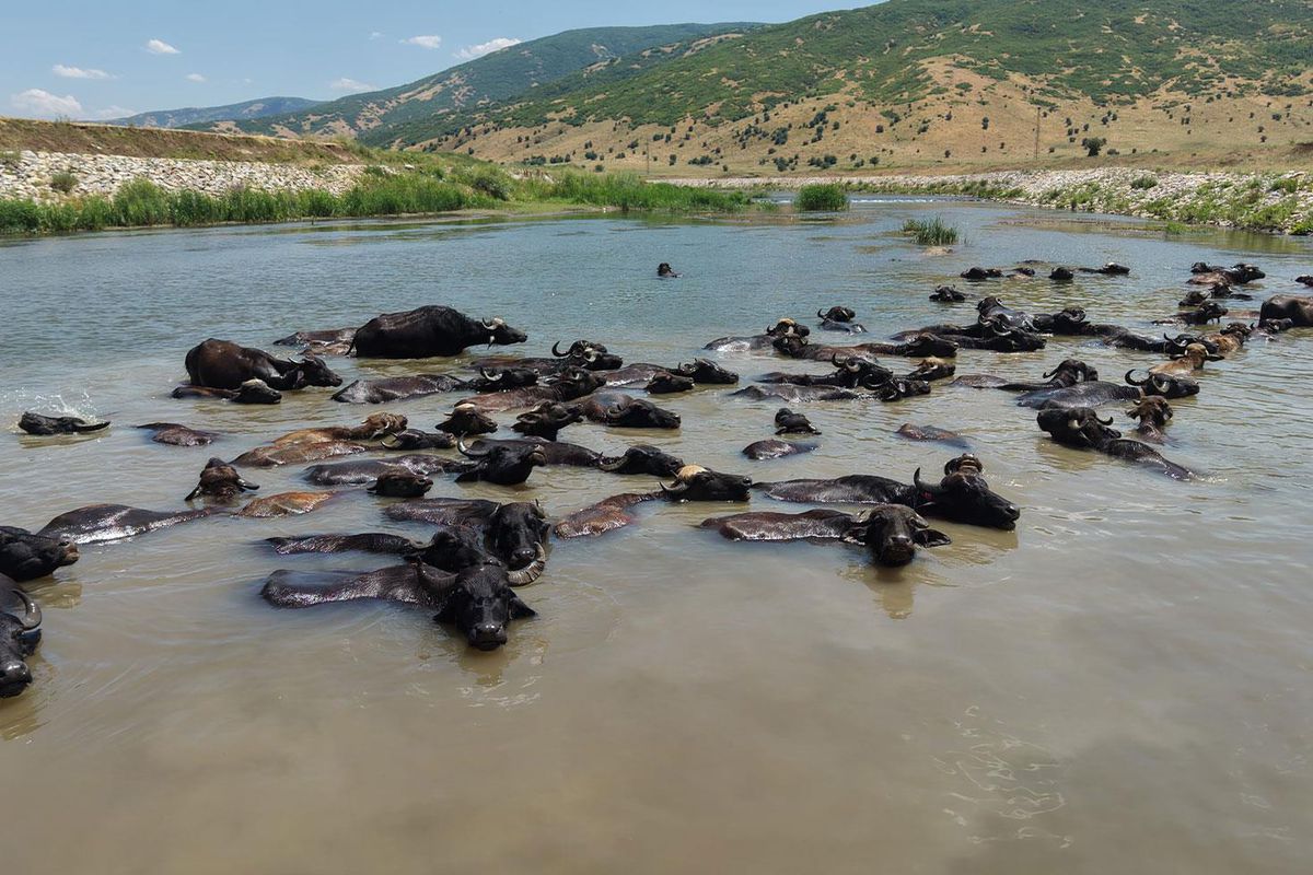 Muş'ta Afrika'yı andıran manzaralar
