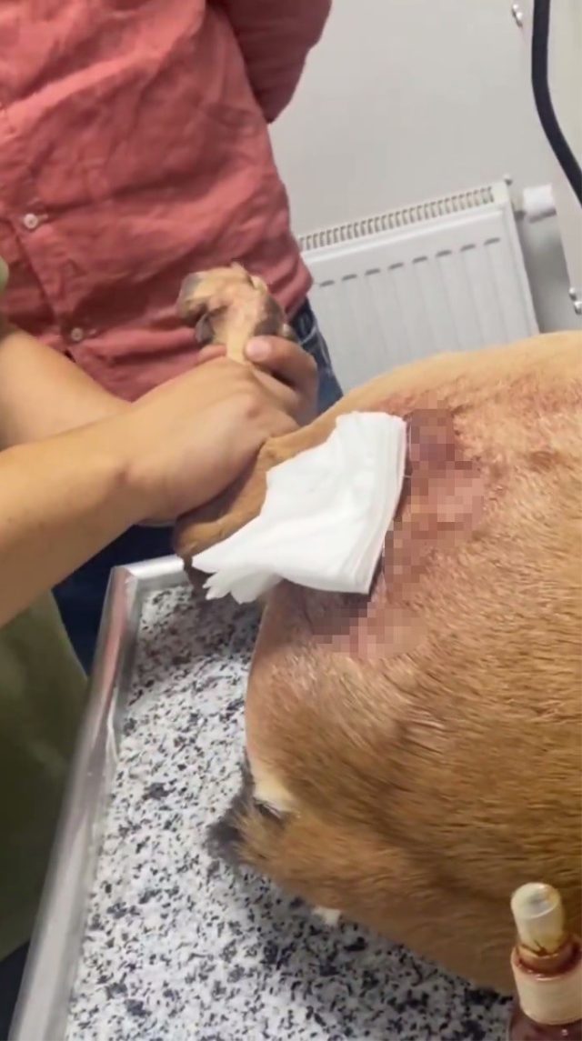 Protected goat injured by poacher in Şırnak