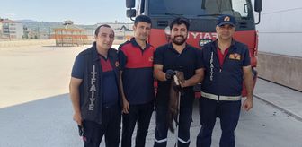 Zonguldak'ta bodrum kata giren sansar yakalandı