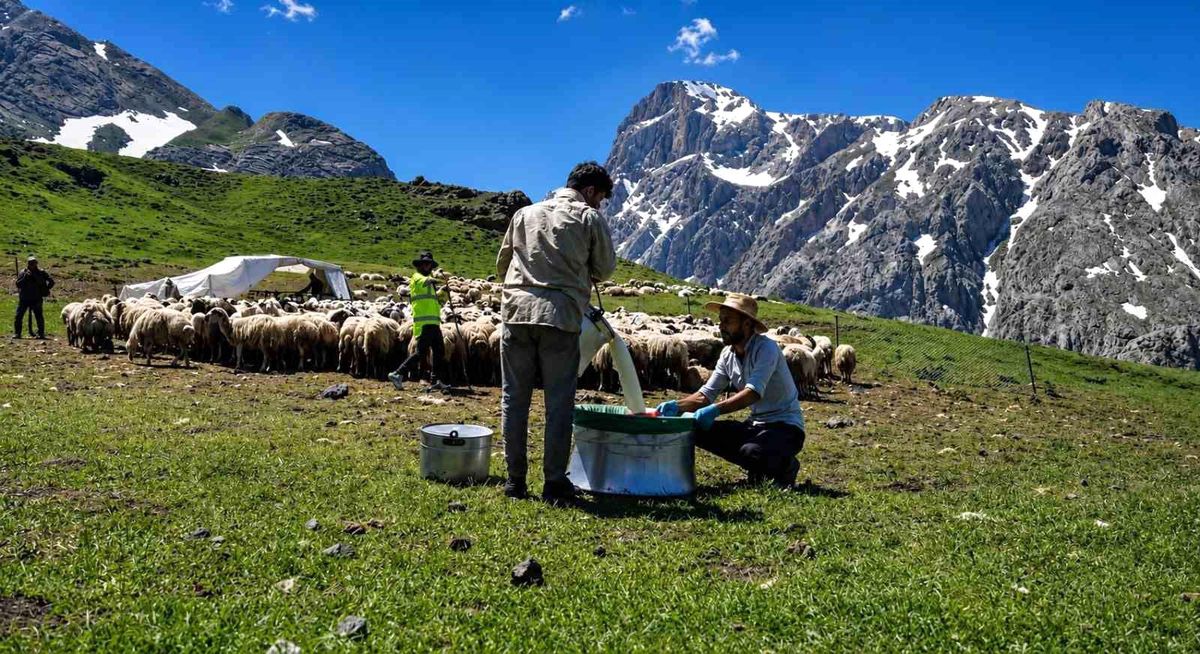 Zorlu yayla şartlarında tescilli lezzet üretiliyor