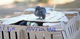 Antalya'da usulsüz taşınan 700 civcive el konuldu