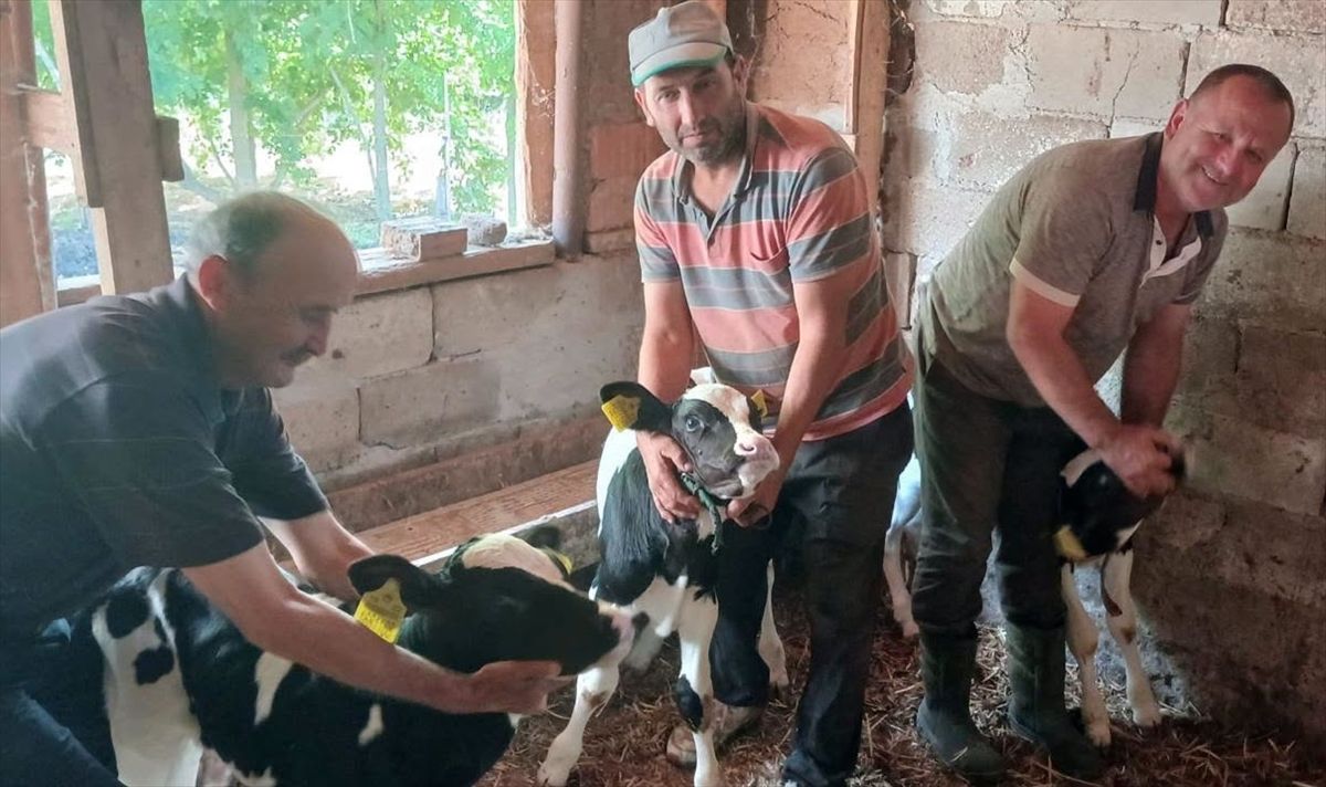 Edirne'de besiciyi üçüz buzağı sevinci