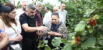 Giresun'da fındıkta dikim sistemleriyle ilgili tarla günü etkinliği düzenlendi