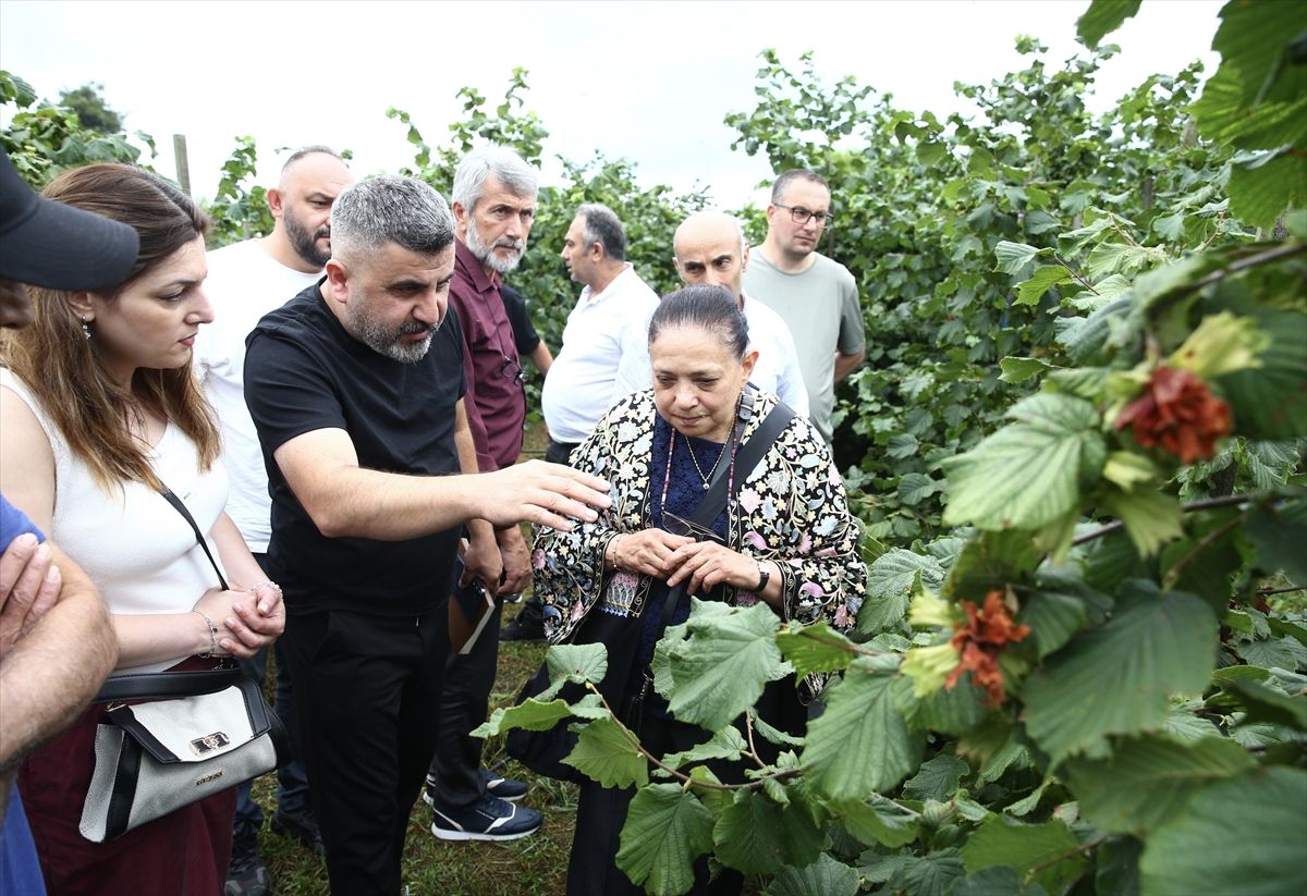 Giresun'da fındıkta dikim sistemleriyle ilgili tarla günü etkinliği düzenlendi