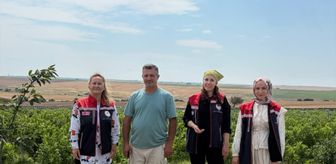 İpsala'da mavi yemiş hasat ediliyor