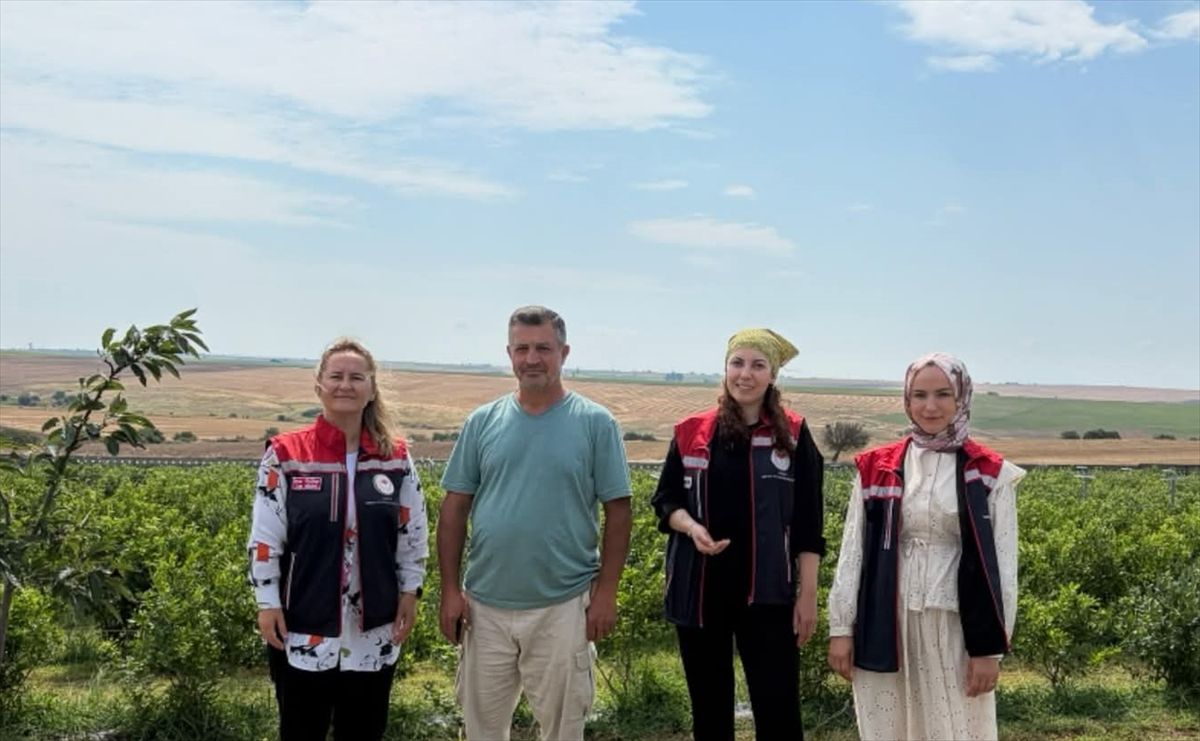 İpsala'da mavi yemiş hasat ediliyor