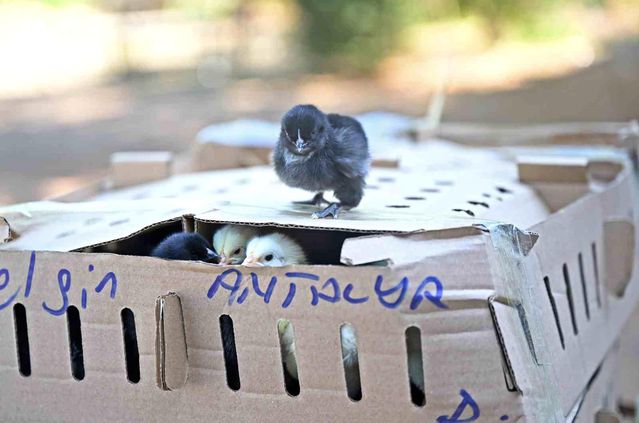 Otobüsle Bursa’dan Antalya’ya karton koliler ile 700 civciv gönderdiler