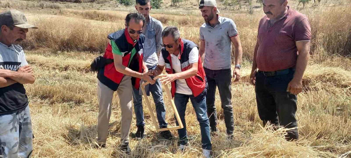 Tavşanlı'da hububat hasadı yapan bir biçerdöver.