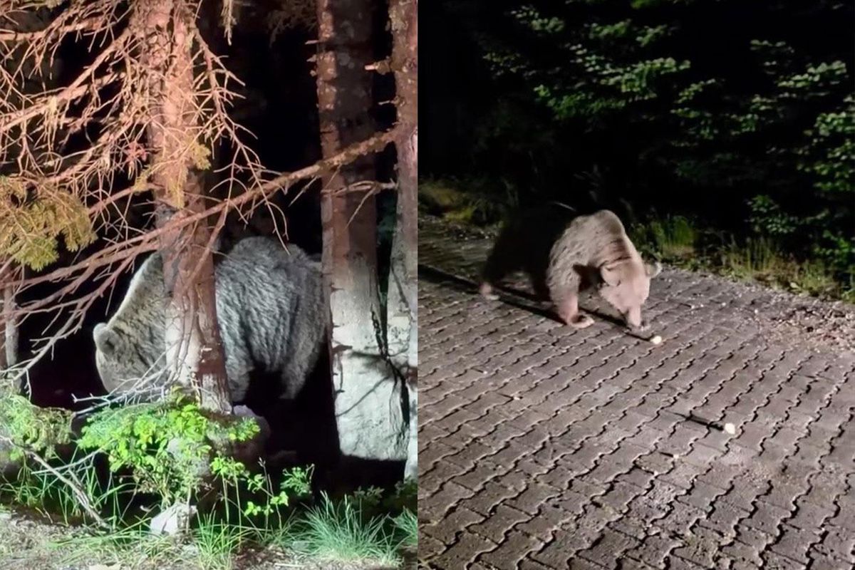 Uludağ'da ayı'nın cüssesi hayrete düşürdü