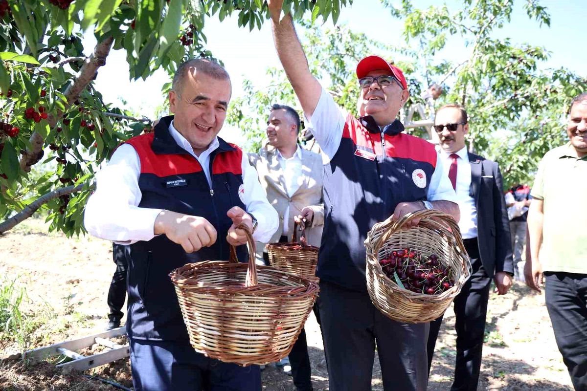 Elazığ'da kiraz hasadı yapan çiftçiler