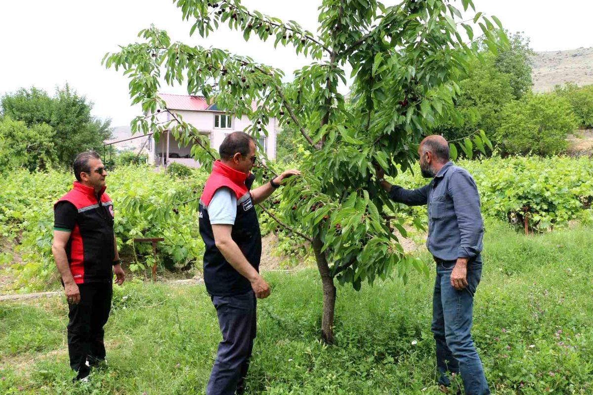 Erzincan'da kiraz bahçelerinde inceleme yapan İl Tarım ve Orman Müdürü Alper Koçaker