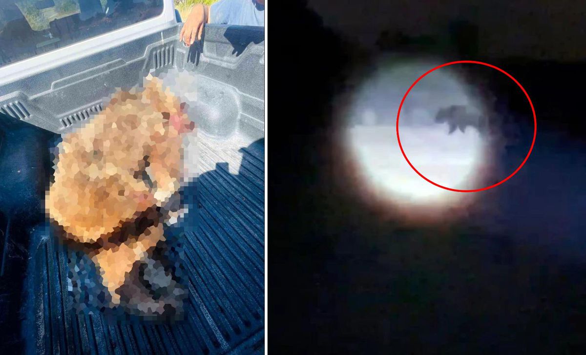Seferihisar'a kabusu yaşatan ayı vurularak öldürüldü