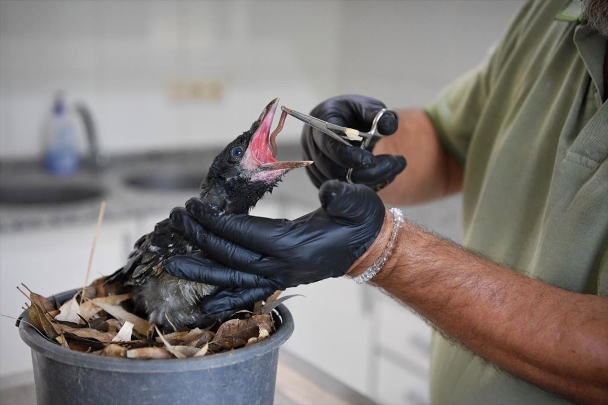 Antalya'da yaralı bulunan karga yavrusu 'Zeytin' tedavi altında.