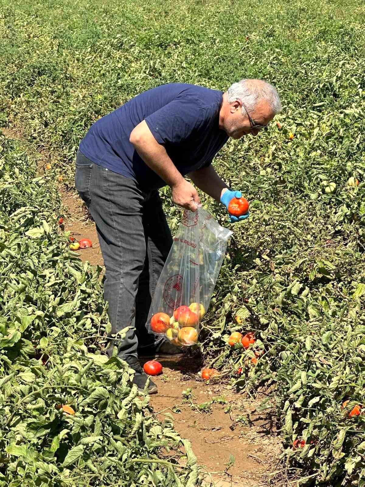 Aydın'ın Köşk ilçesinde domates tarlalarından numune alan tarım görevlileri.