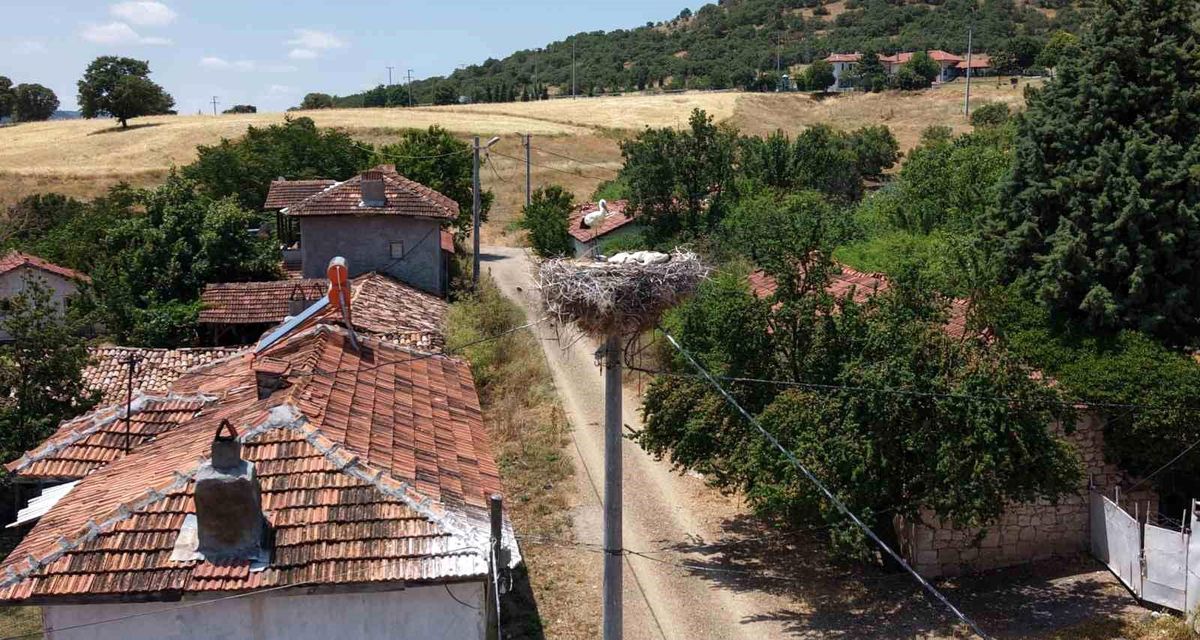 Kütahya'da leylekler bu köyün maskotu oldu
