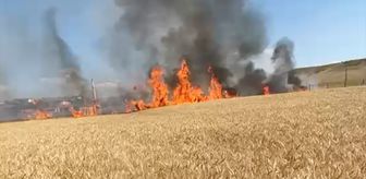 Yozgat'ta buğday ekili alan yangında zarar gördü