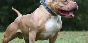 Almanya'da pitbull saldırısında 4 yaşındaki çocuk hayatını kaybetti