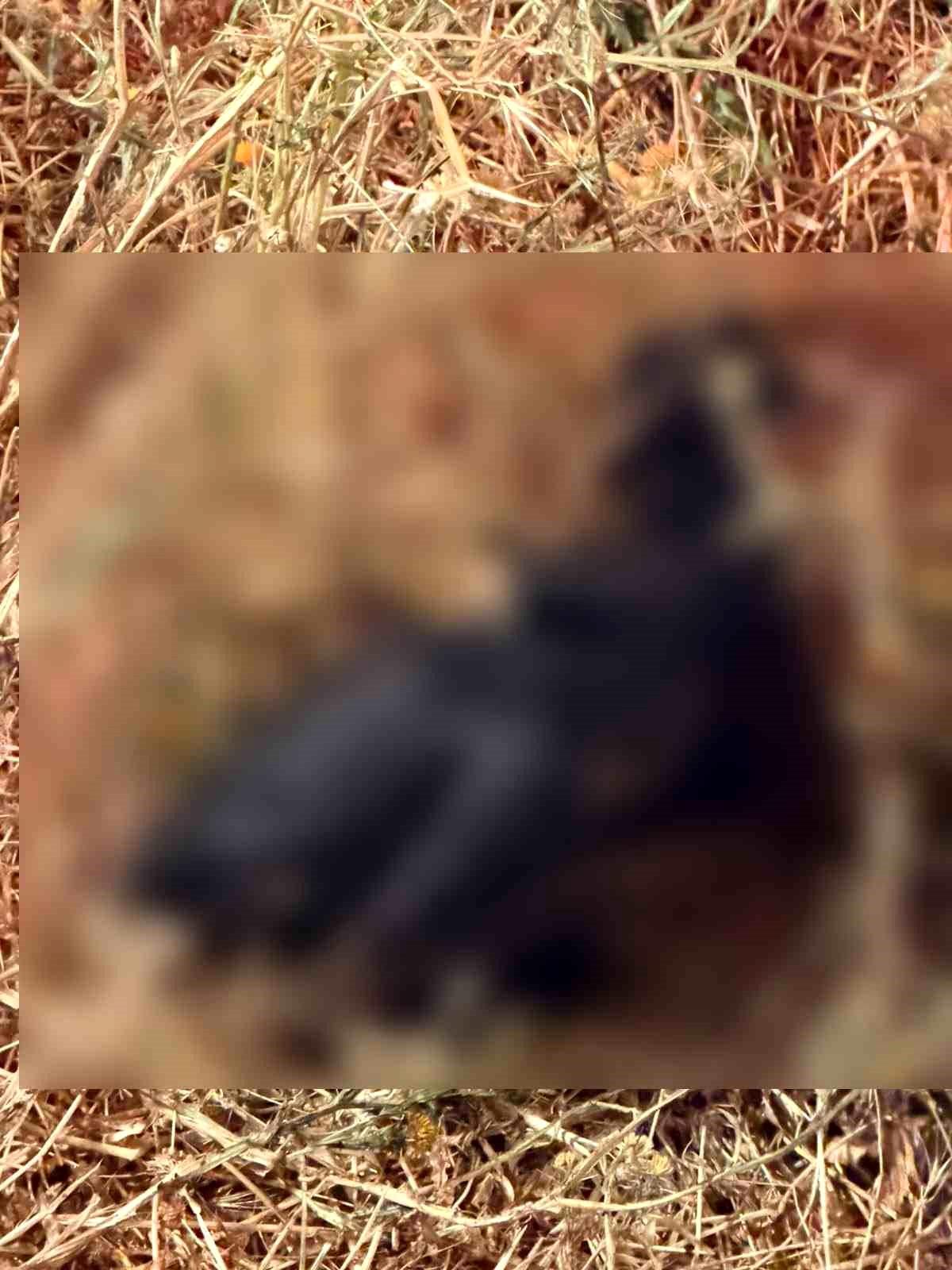 Adıyaman'da anız yangını sonrası zarar gören bahçe ve itfaiye ekipleri
