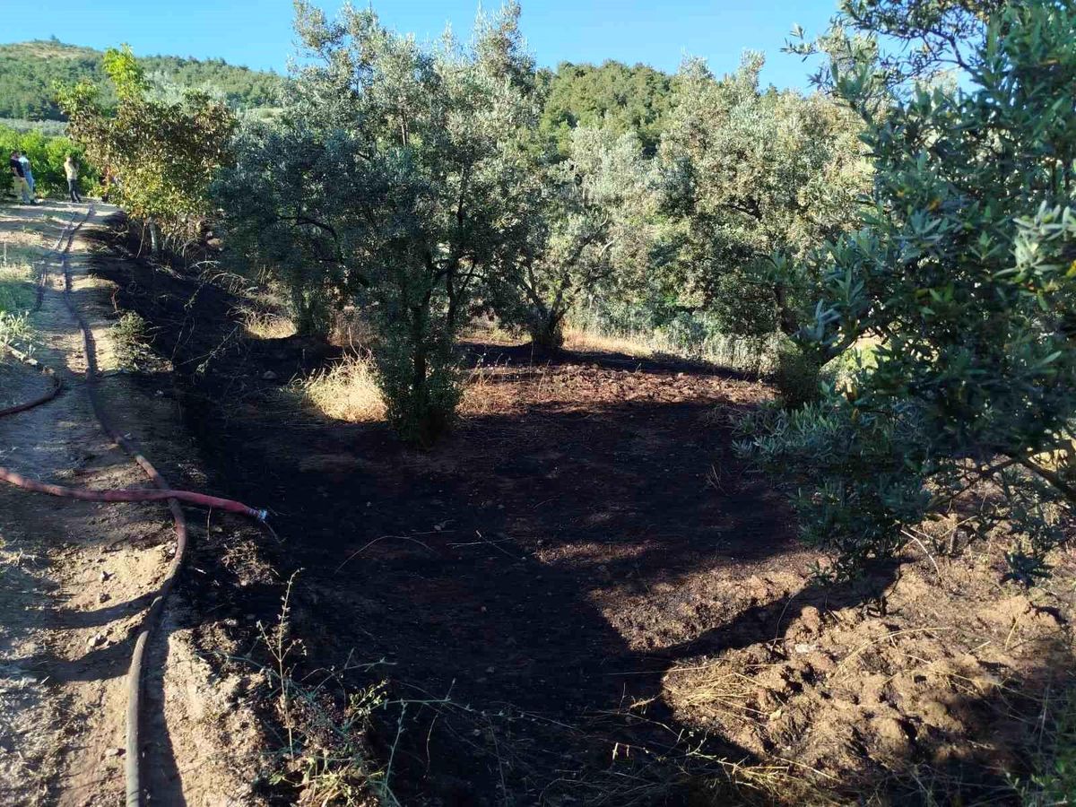 Bilecik'in Osmaneli ilçesinde zeytin tarlasında çıkan yangının söndürülme çalışmaları.