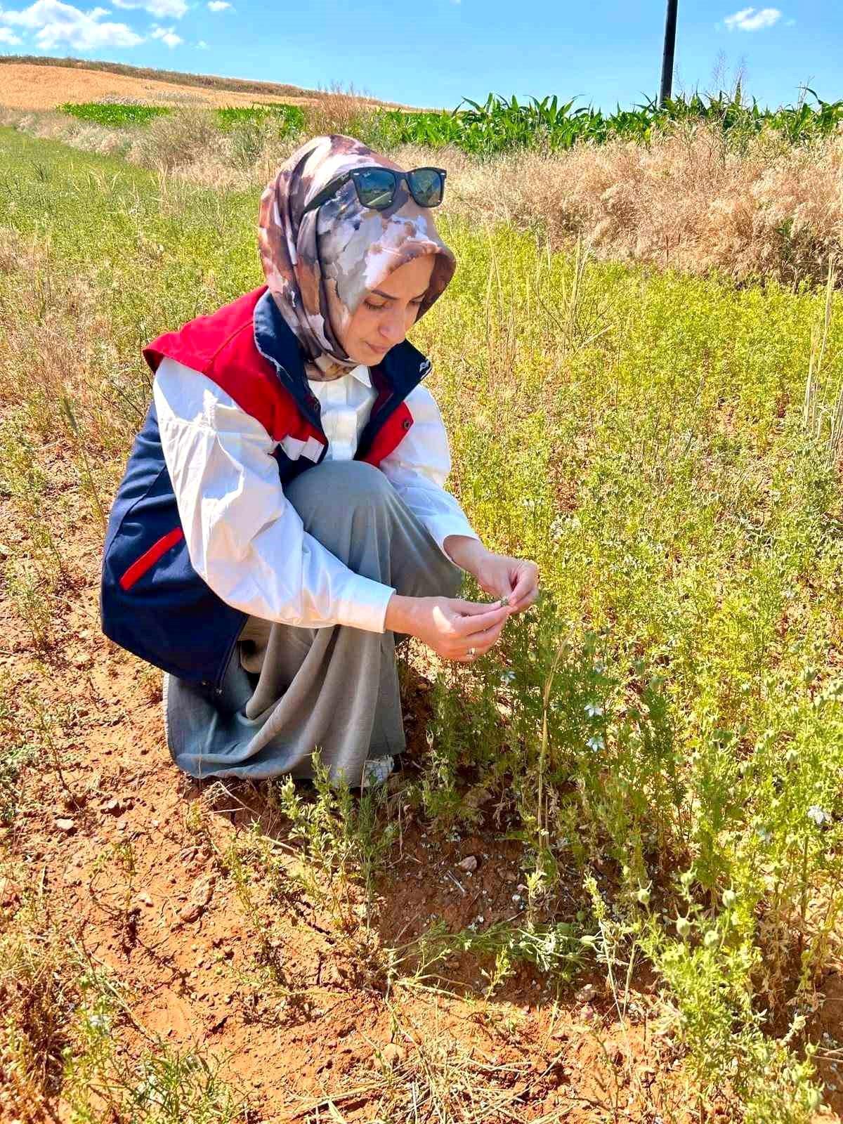 Afyonkarahisar'da çörek otu ve haşhaş tarlalarında ziraat mühendisleri tarafından yapılan denetimler.