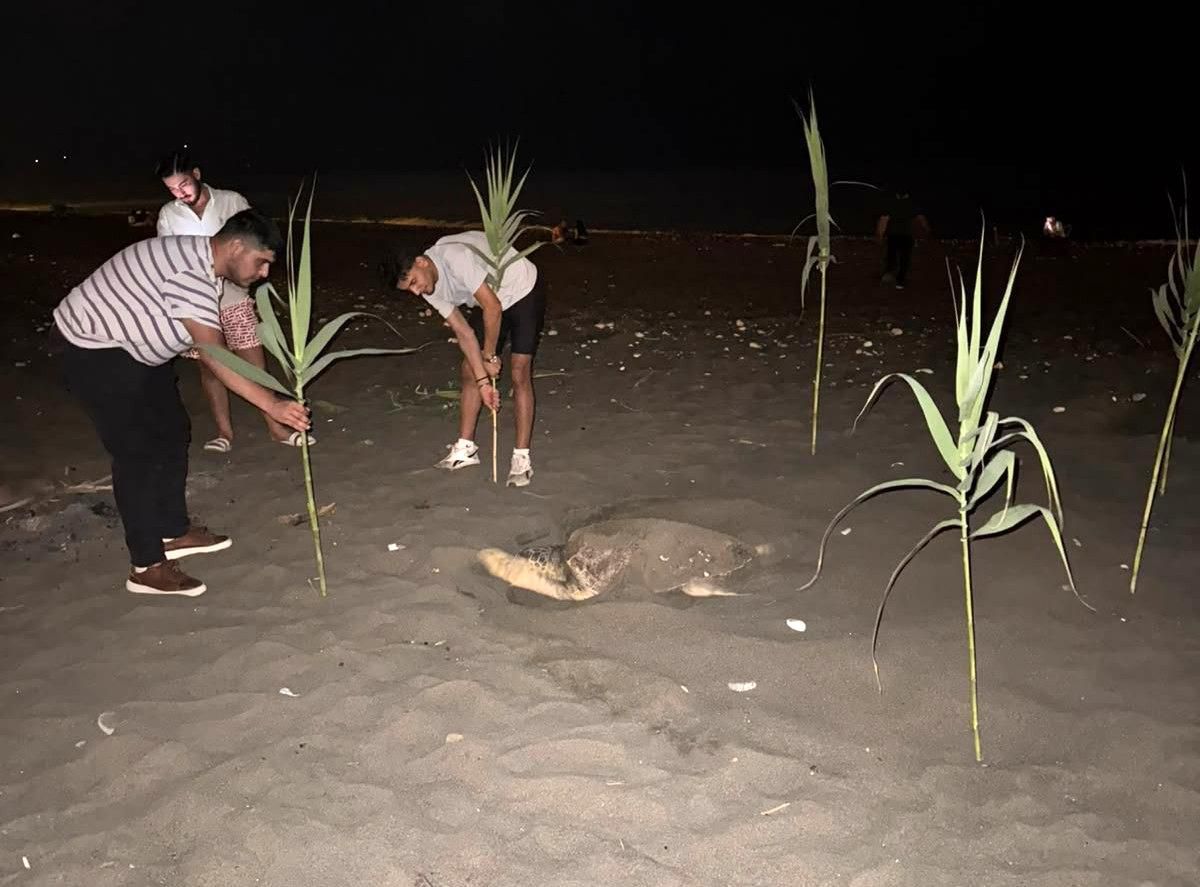 Caretta carettayı yuva yaparken gören gençler, duyarlılık gösterdi önlem aldı