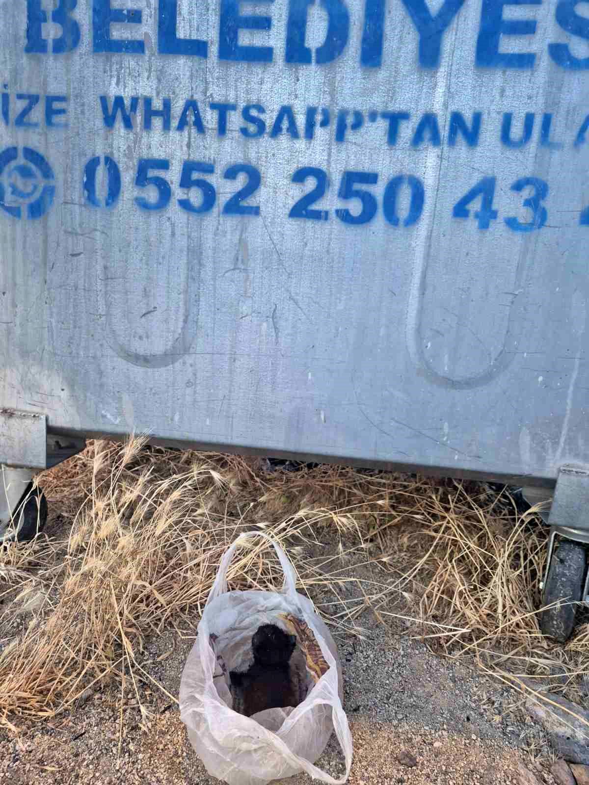 Eskişehir'de kan donduran olay: Yavru kedinin ağzını bantlayıp poşetle çöpe attılar