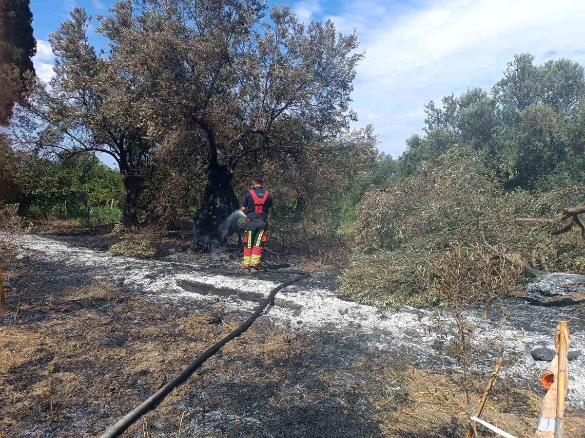 Balıkesir Havran'da zeytinlik alanda çıkan yangın sonrası ekiplerin müdahalesi