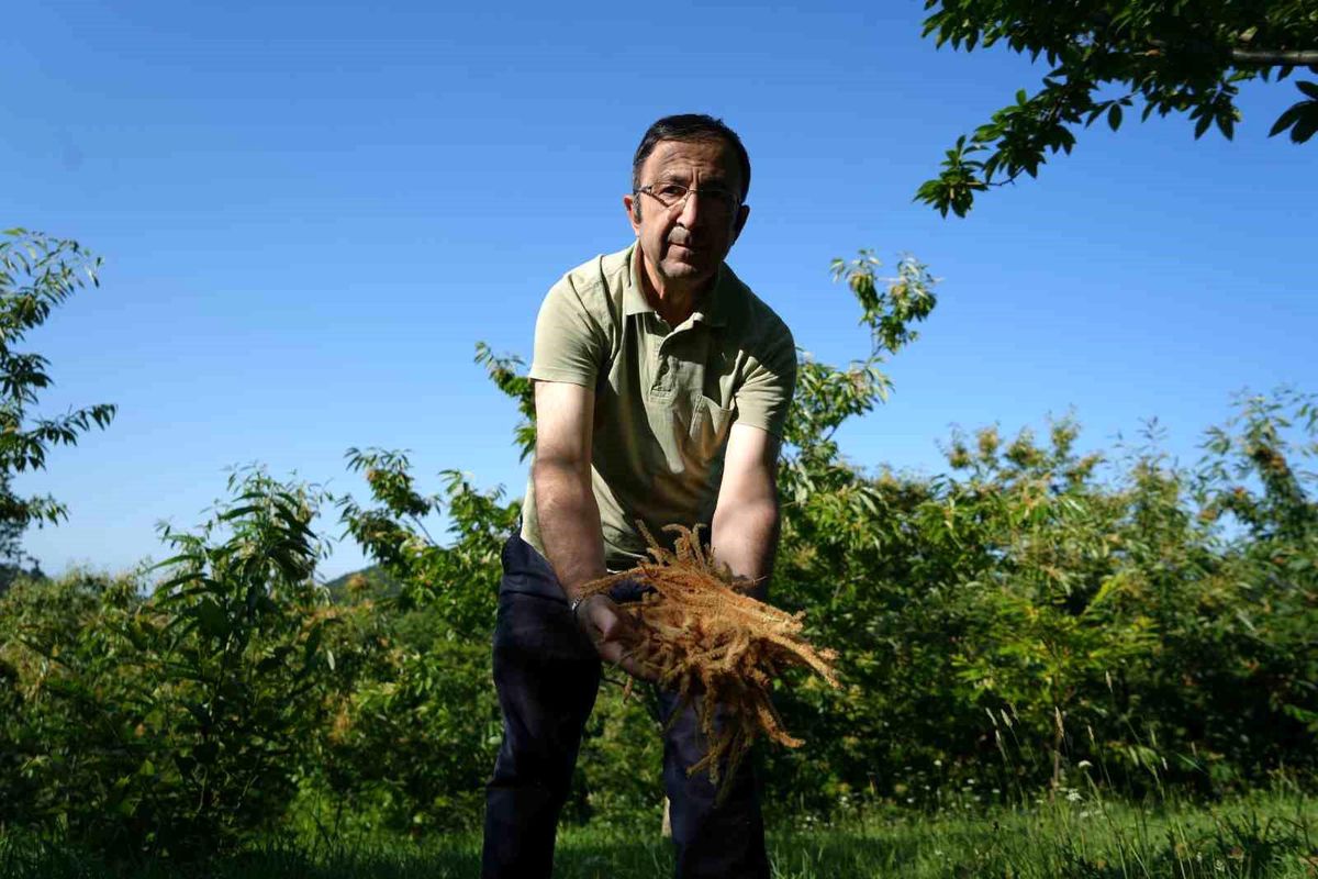 Kestane çiçeklerinden yapılan antioksidan zengini çay