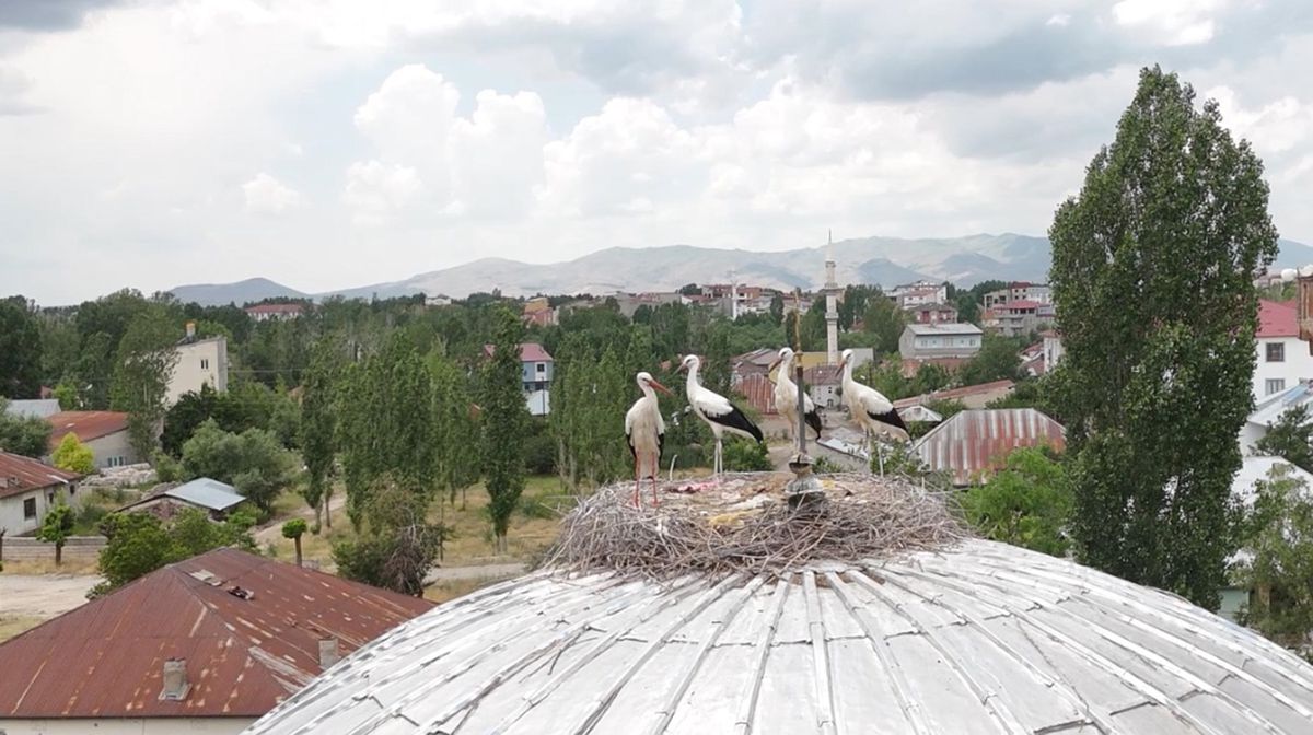 Mevsimler kayınca leylekler geç geldi