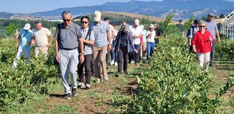Samsun'da zararlılarla mücadele için doğaya uğur böceği salındı