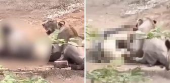 Vahşi saldırı kamerada! Dişi aslanın saldırısına uğrayan çoban ağır yaralandı