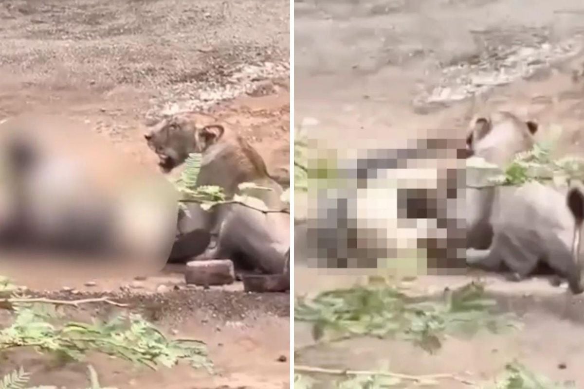 Vahşi saldırı kamerada! Dişi aslanın saldırısına uğrayan çoban ağır yaralandı